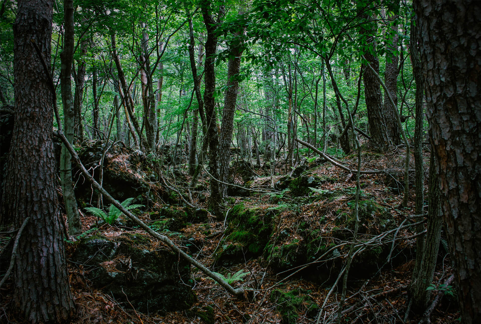 Bí ẩn Aokigahara, “khu rừng tự sát” nổi tiếng của Nhật Bản